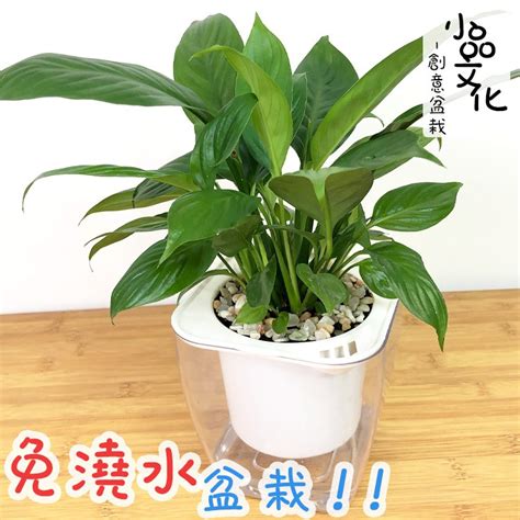 室內水種植物|「水培植物」推薦這5種！「白鶴芋」脫俗優雅，「綠。